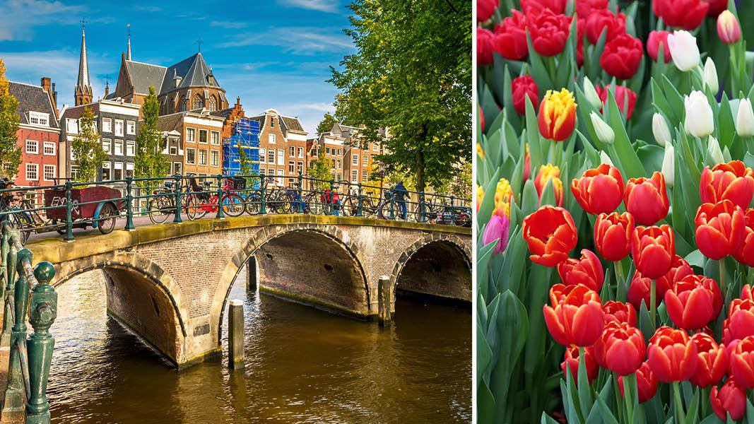 Tulipaner og Amsterdam